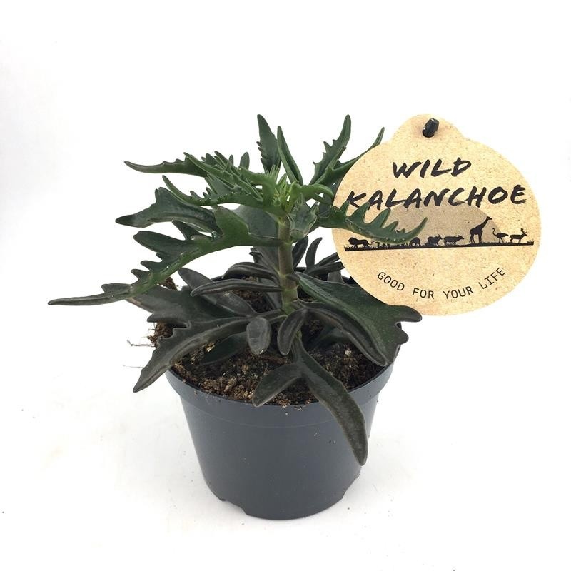 KALANCHOE LACINIATA, D 12