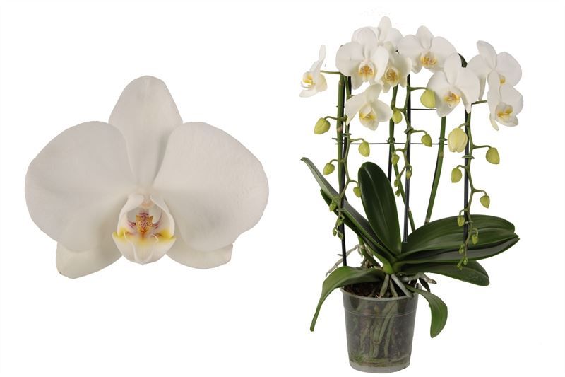 Phal cascade white 3T18+, D 12