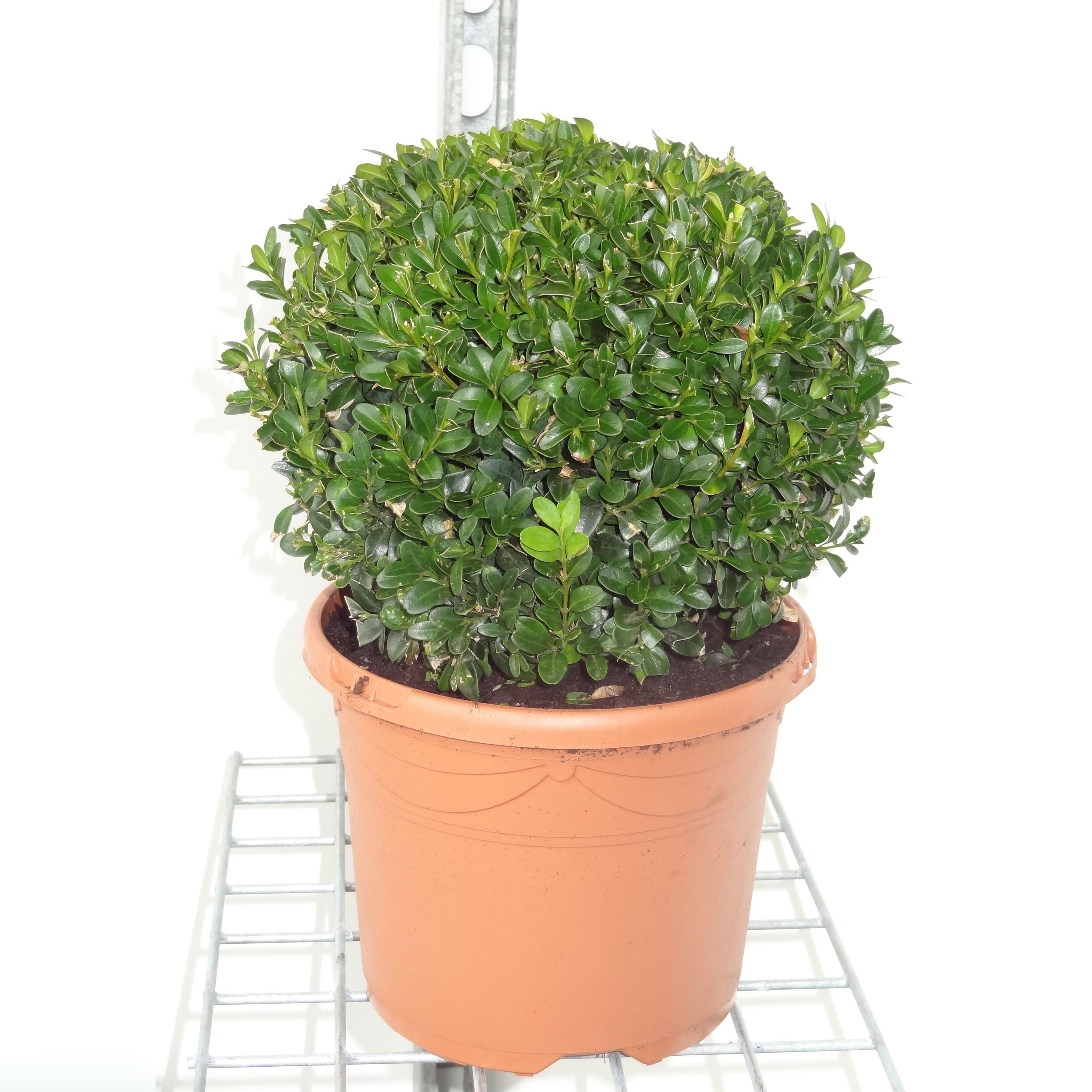 Buxus sempervirens bol 20/22, D 19