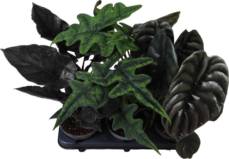 ALOCASIA BAGINDA 'mix', D 12