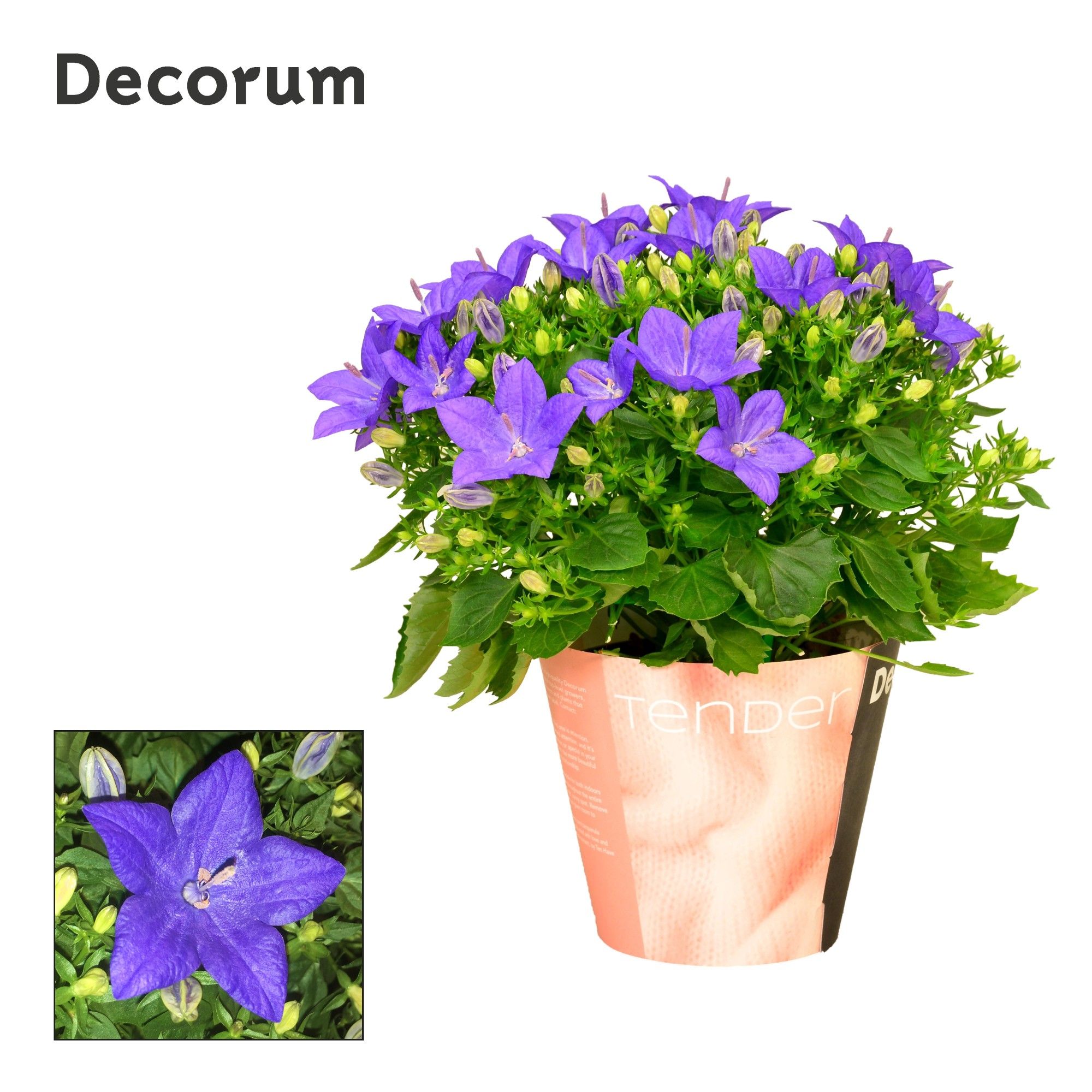 Campanula iso. Napoli Tender, D 11