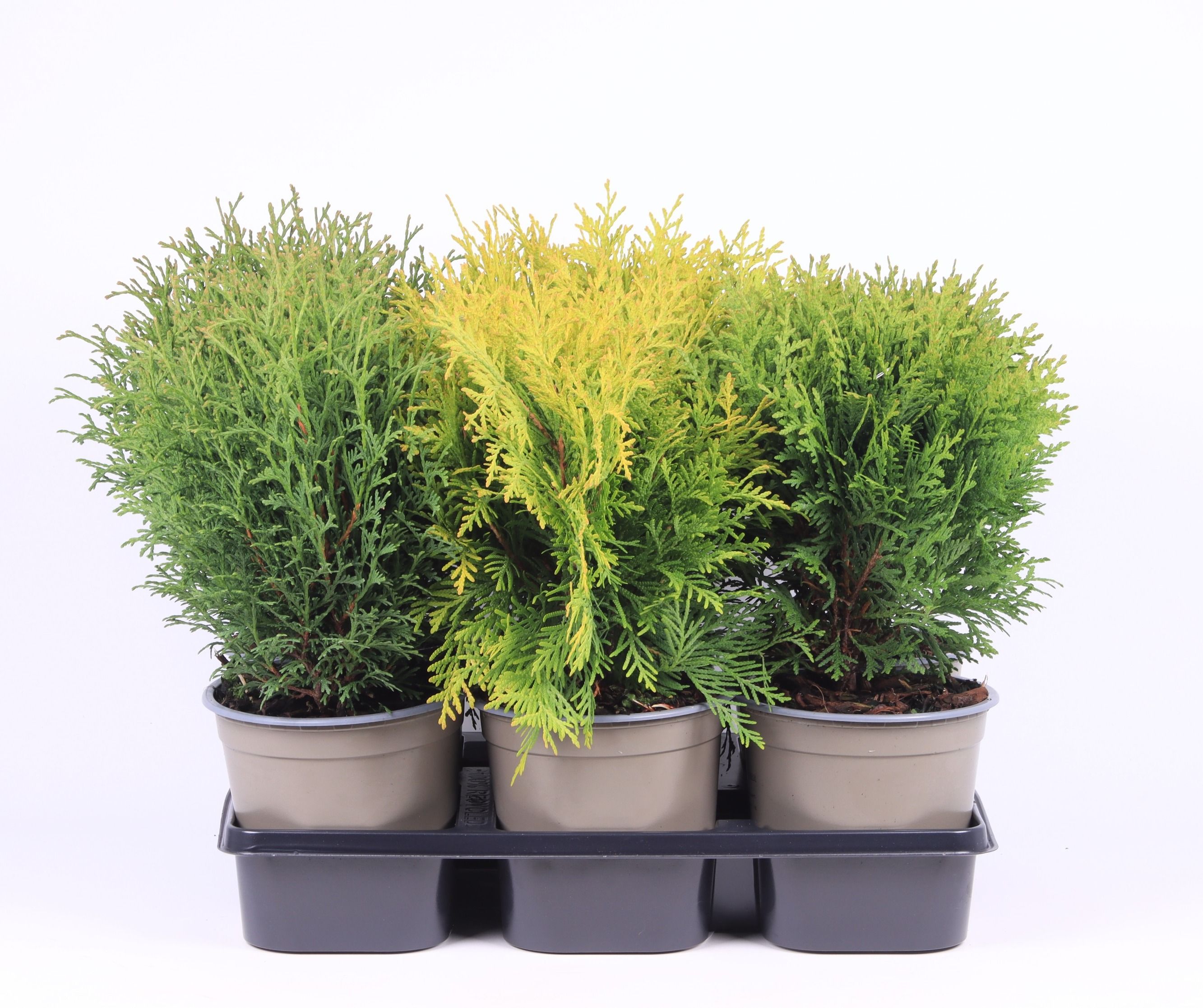 Thuja gemengde bak, D 15