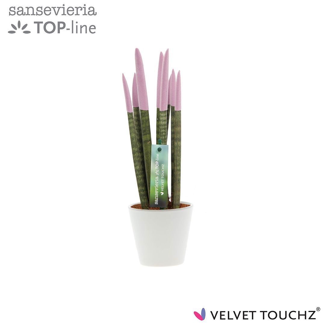 Sansevieria VELVET TOUCHZ® Pastel Paars In keramiek R'dam, D 8,5