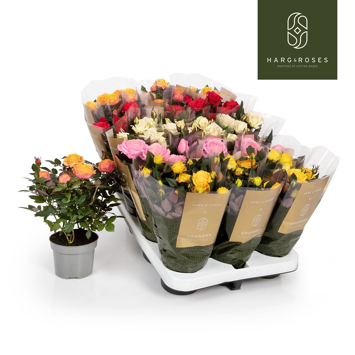 Rosa Kordana Grande Mix, D 10,5