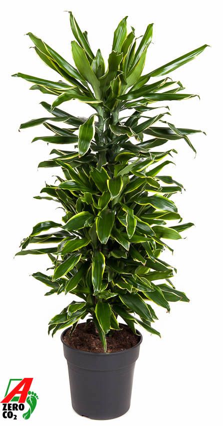 Dracaena Gold Coast vertakt P27, D 27