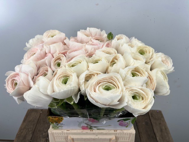 Ранункулус Саксесс Ханой 45, шт.