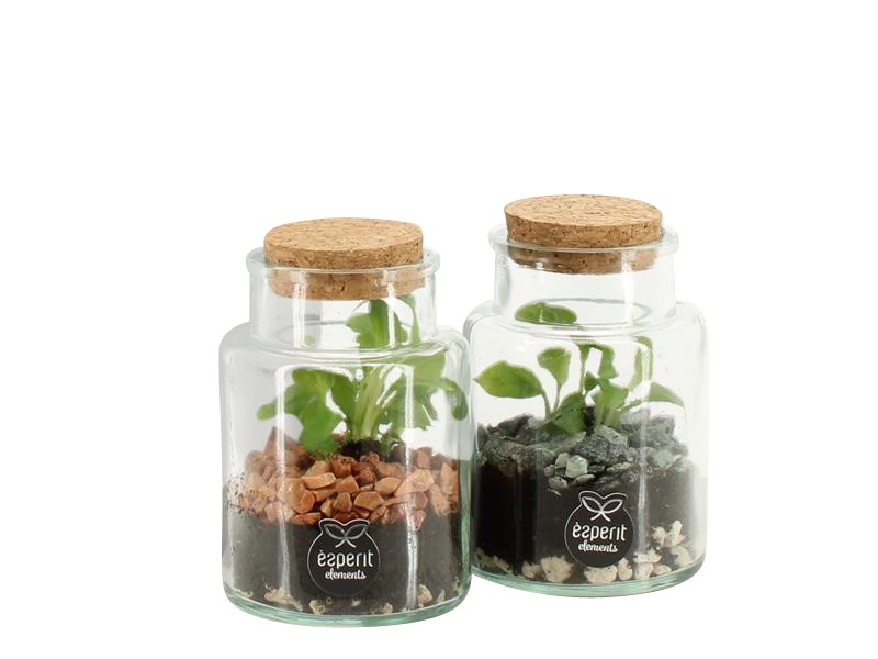 90833: Terrarium arrangement, D 7