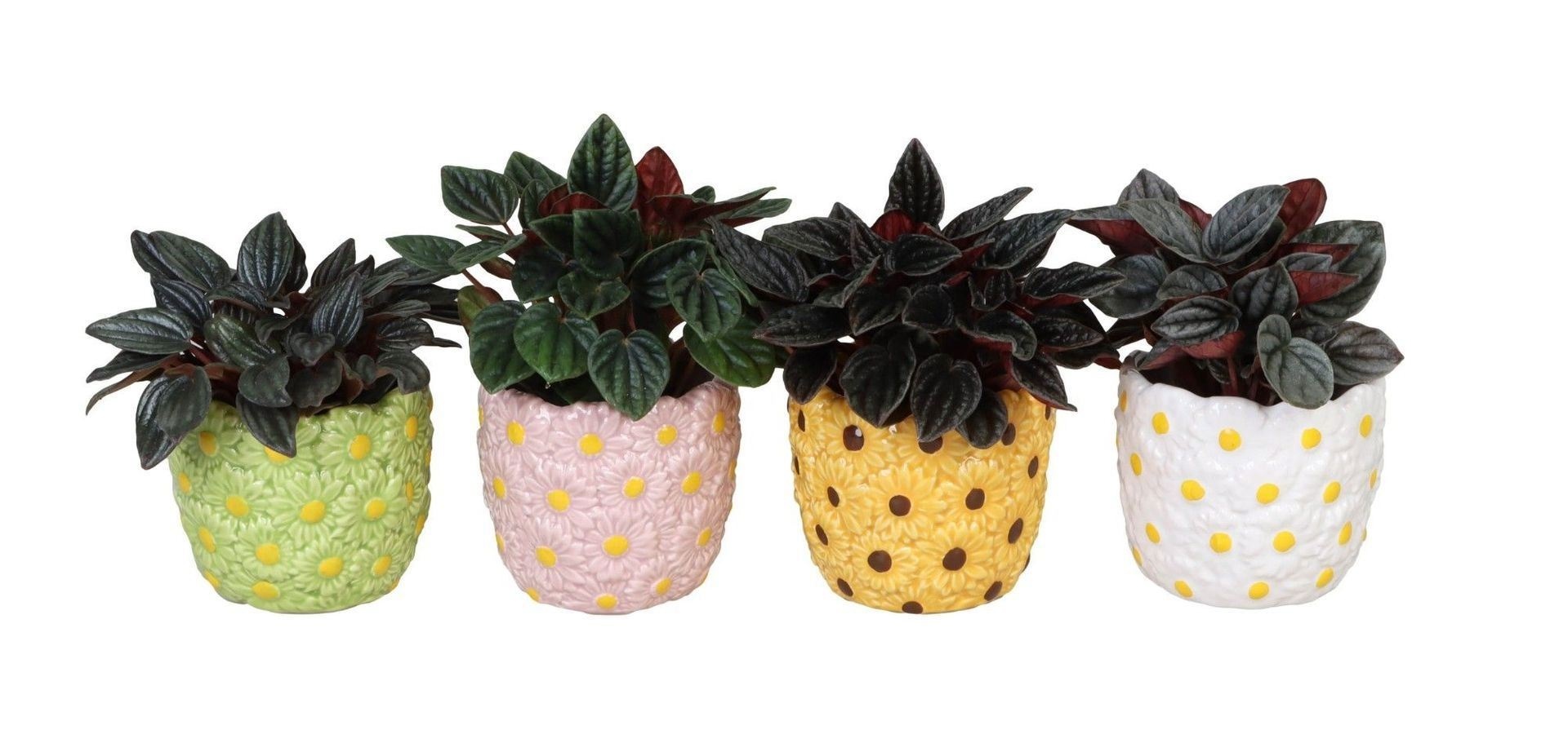 L 66573 with Peperomia Caperata Mix 6 cm, D 6