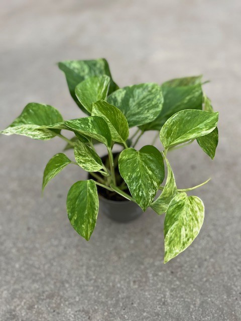 EPIPREMNUM PINNATUM 'MARBLE QUEEN', D 10