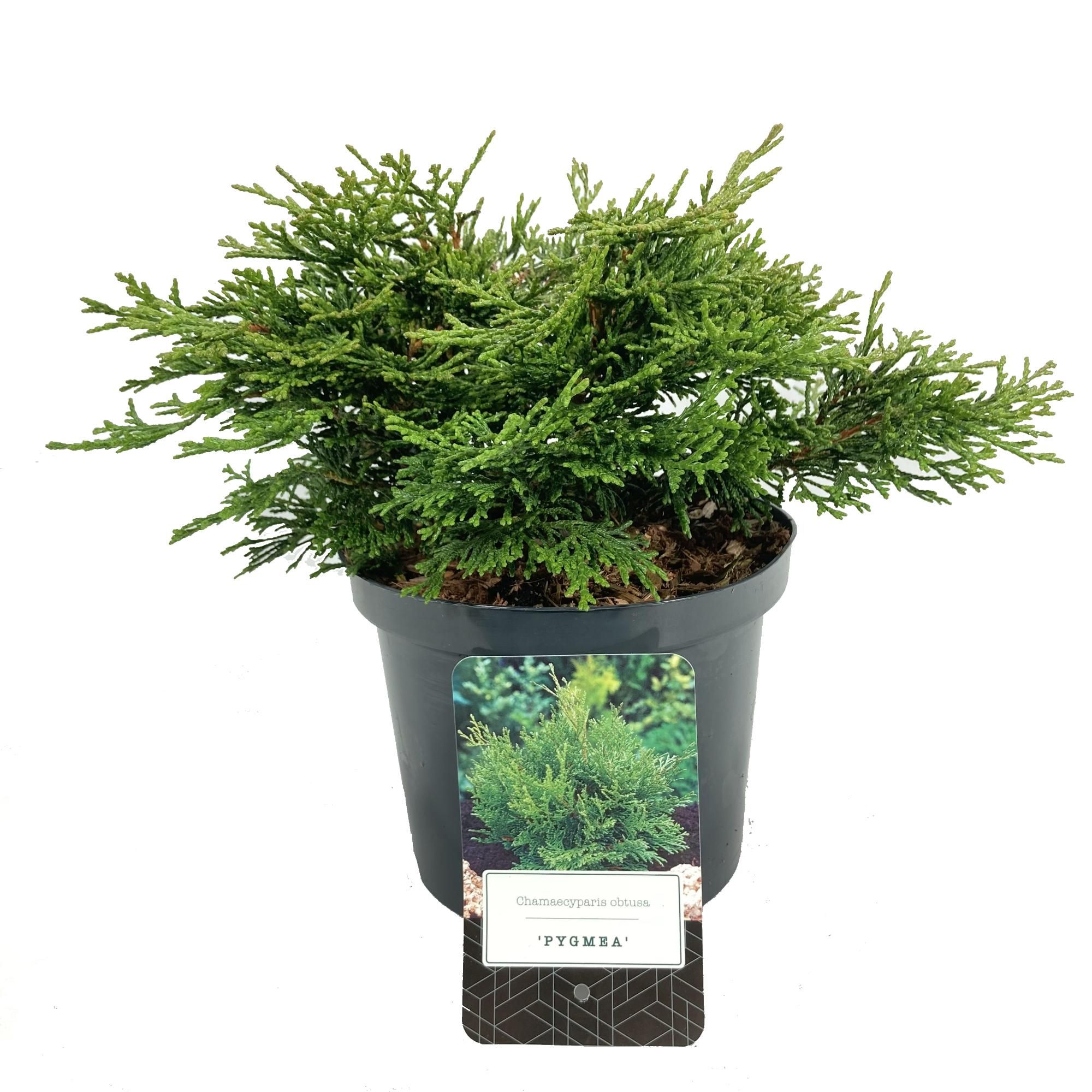 Chamaecyparis obtusa 'Pygmaea', D 18