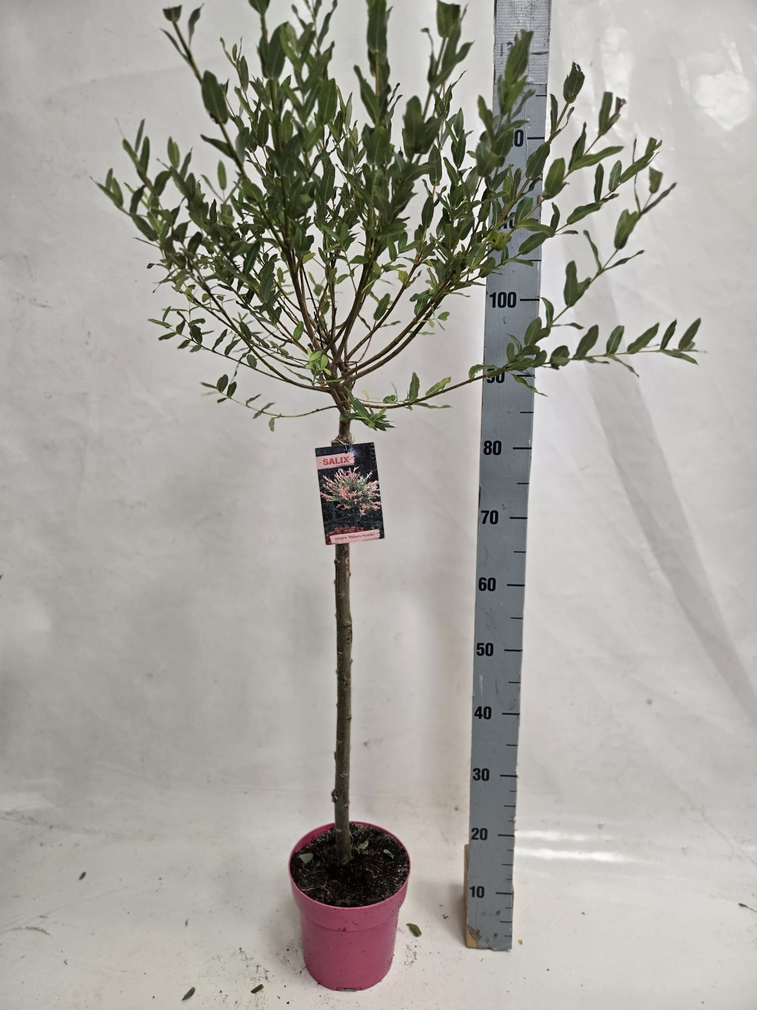 salix nishiki 60 roze pot, D 19