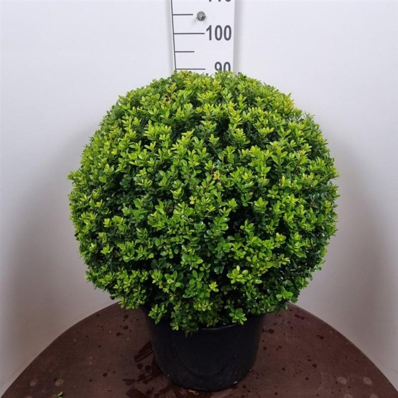 Ilex crenata 'Maxima', bol, D 55