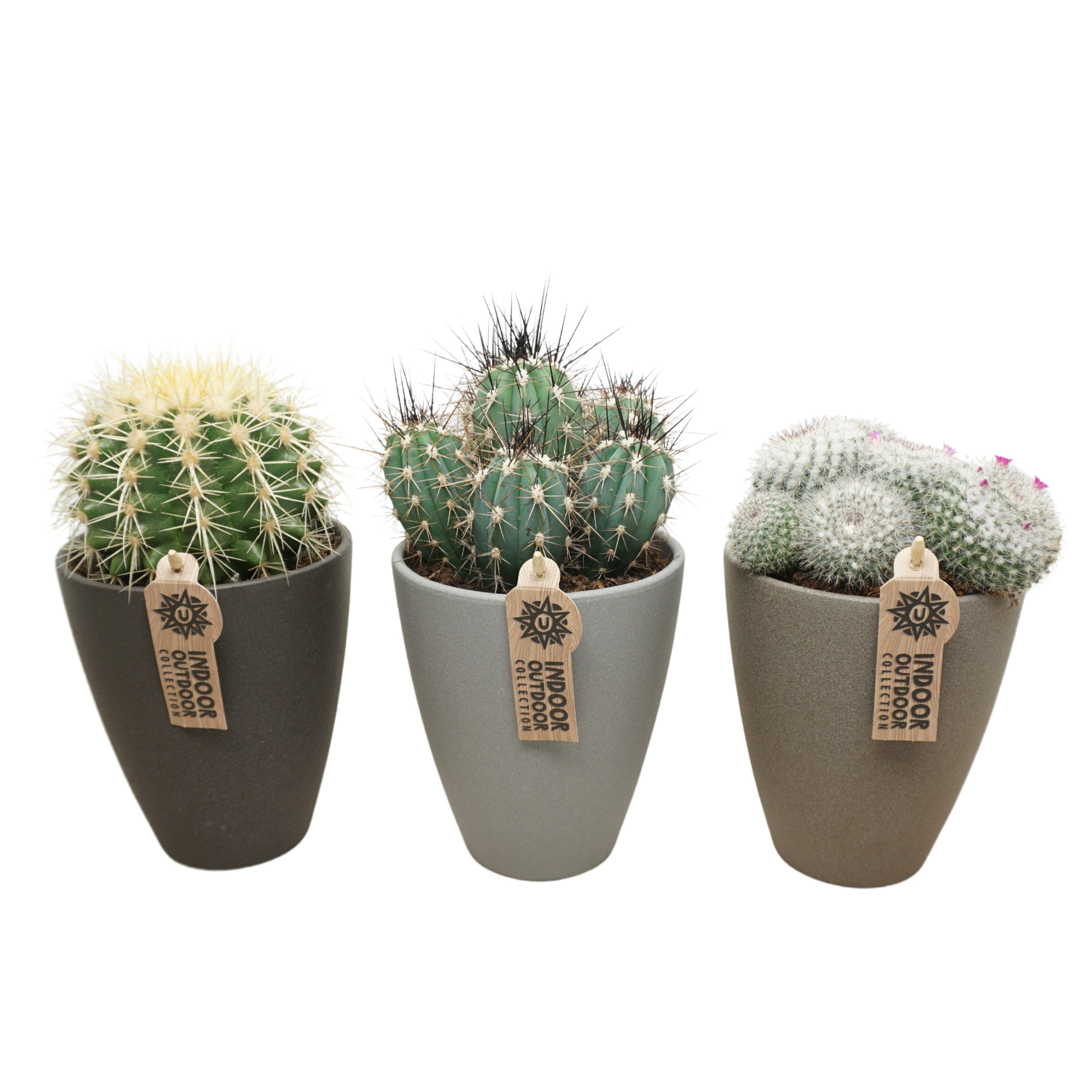 Cactus mix in 13 cm hoge vaaspot (3 assorti), D 12