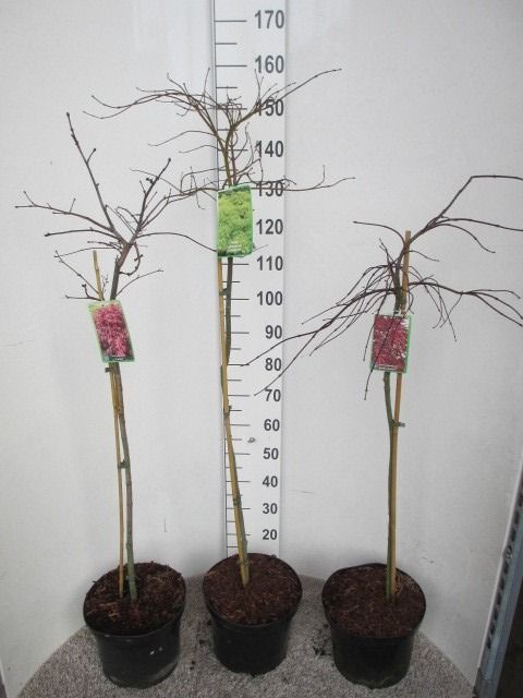 Acer palmatum in cultivars 80-100 stam / 30-40 kroon P28, D 28