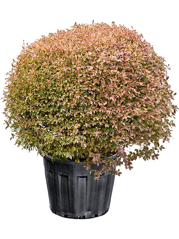 Enkianthus perulatus, D 59