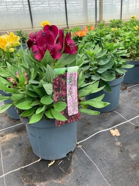 403 DM : POT 19 CM ALSTROEMERIA MIX KLEUREN, D 19
