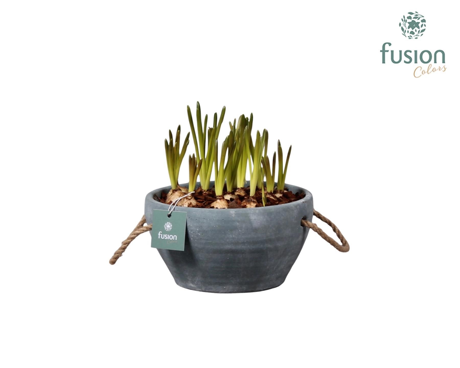 Cement pot met handvaten en Muscari, D 18
