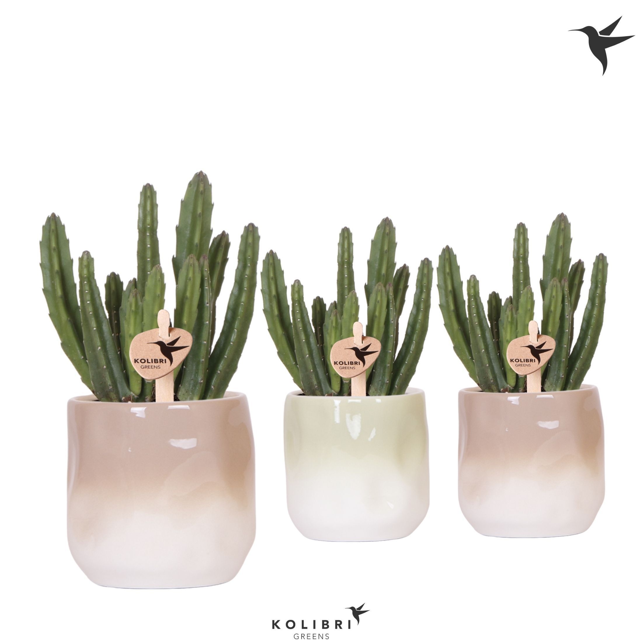 Kolibri Greens Stapelia Leendertziae in Gradience pot sand mix, D 9