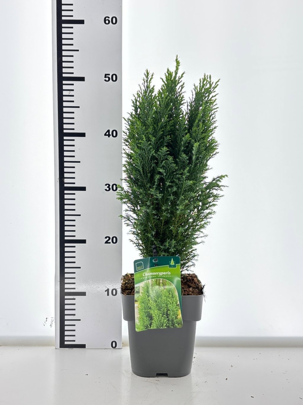 Chamaecyparis l. 'Ellwoodii', D 17