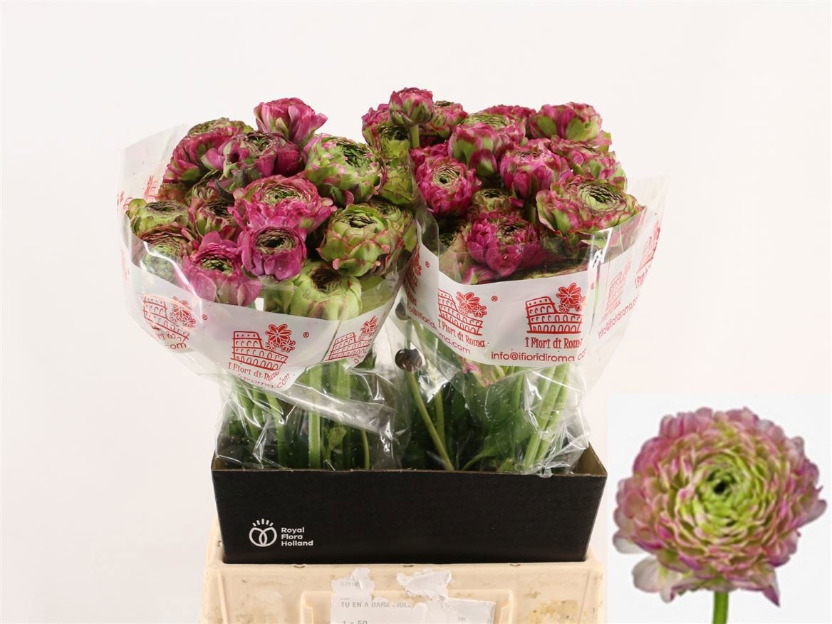 Ранункулус Пон Пон Мальва 45 (зелено-роз.), шт.
