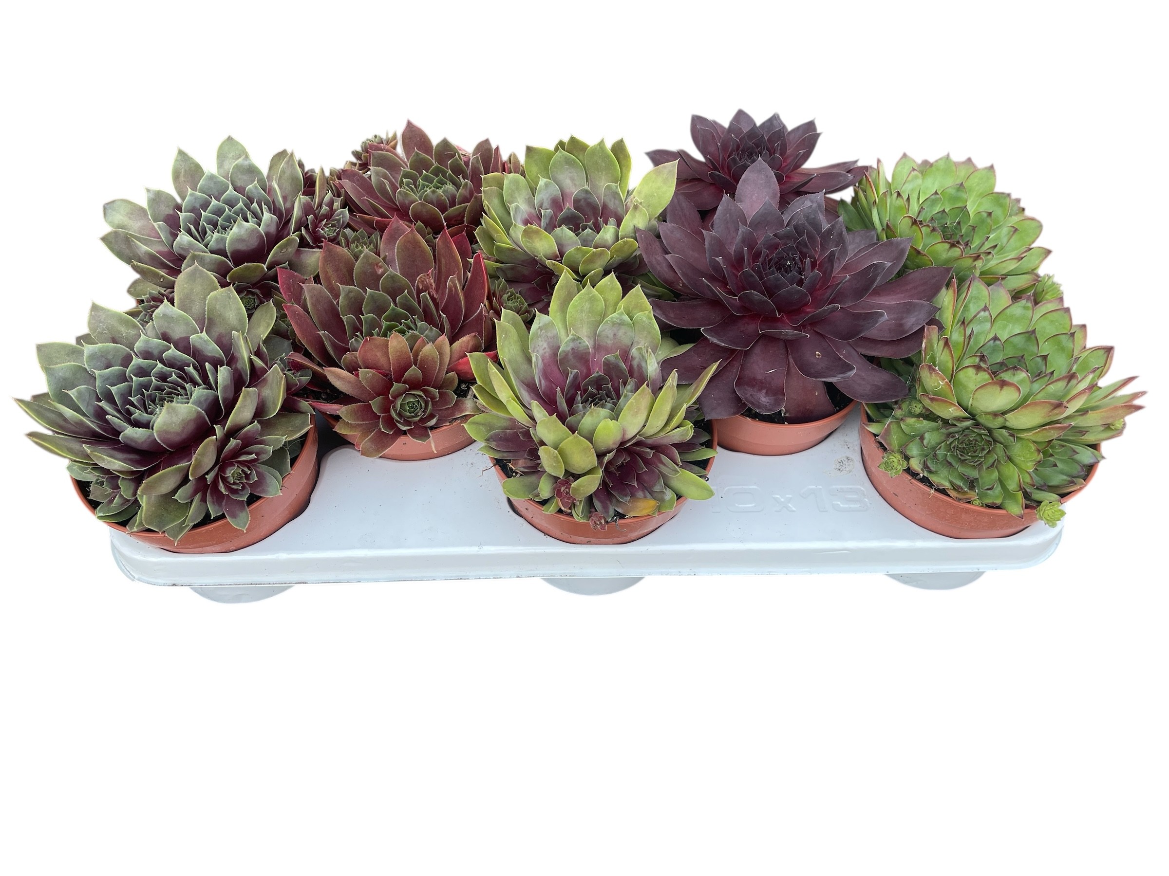 jumbo sempervivum, D 13