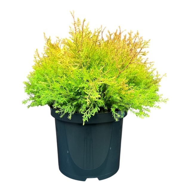 Thuja o. 'Fire Chief', D 23