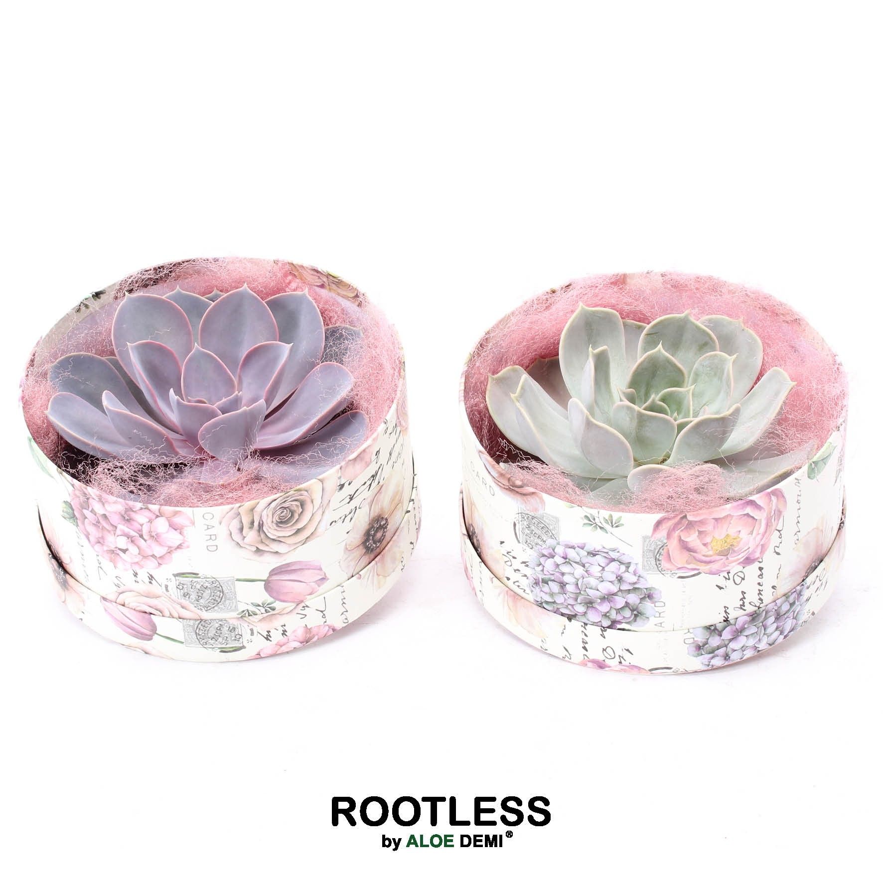 ROOTLESS Echeveria, Love box, D 16