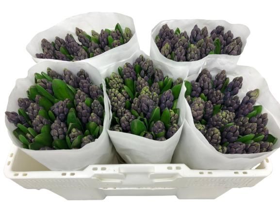 Гиацинт Делфт Блю (син.), шт.