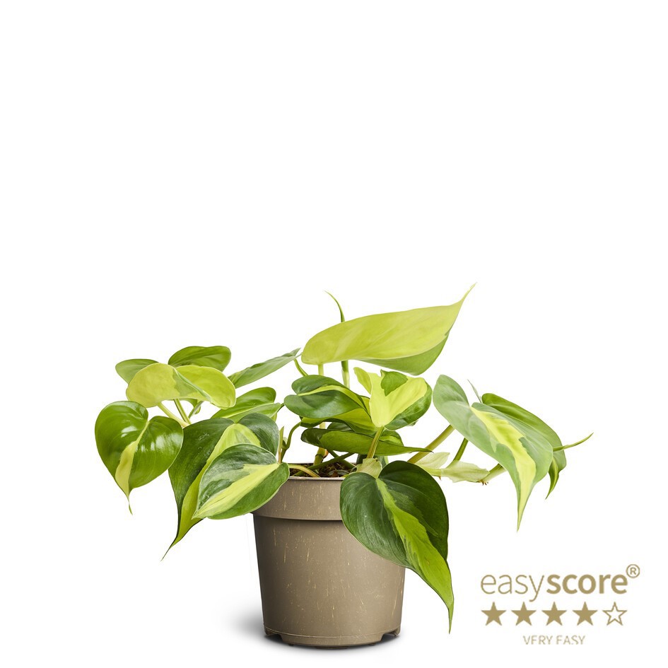 PHILODENDRON SCANDENS 'Brasil', D 11