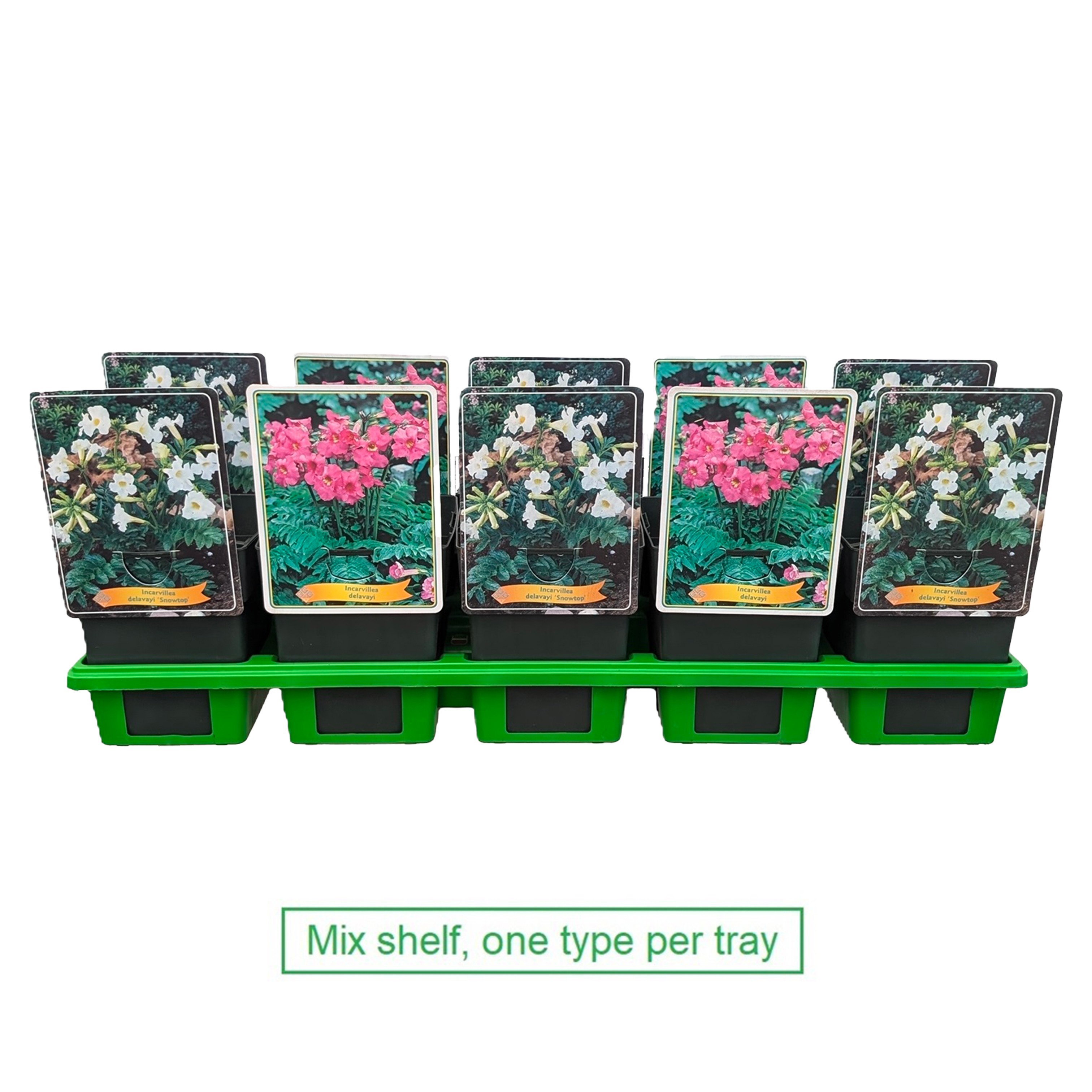 Incarvillea mix laag P11, D 11