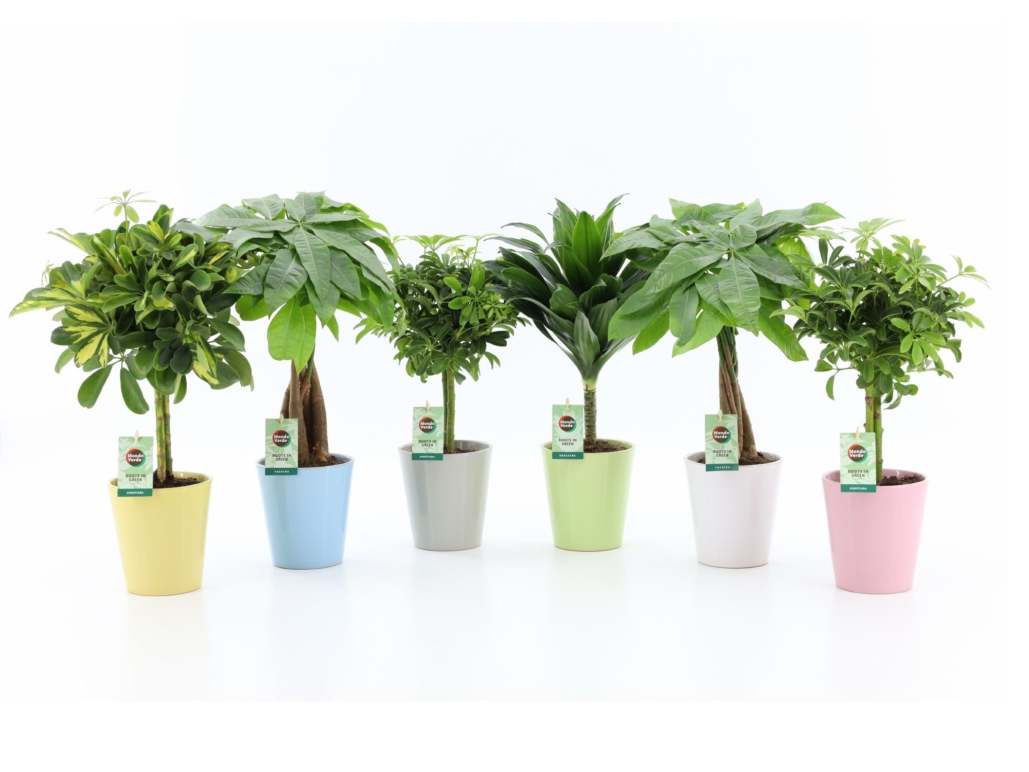 Stammenmix in Pastel keramiek, D 13