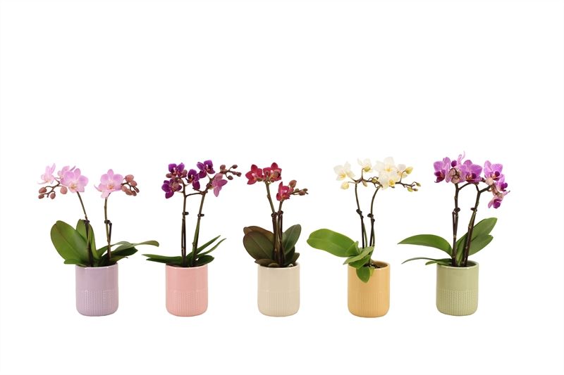 Dolomite p06 Morgan cozy mix Phal Tiny Dolls mix 2T10+ Aqua@, D 6