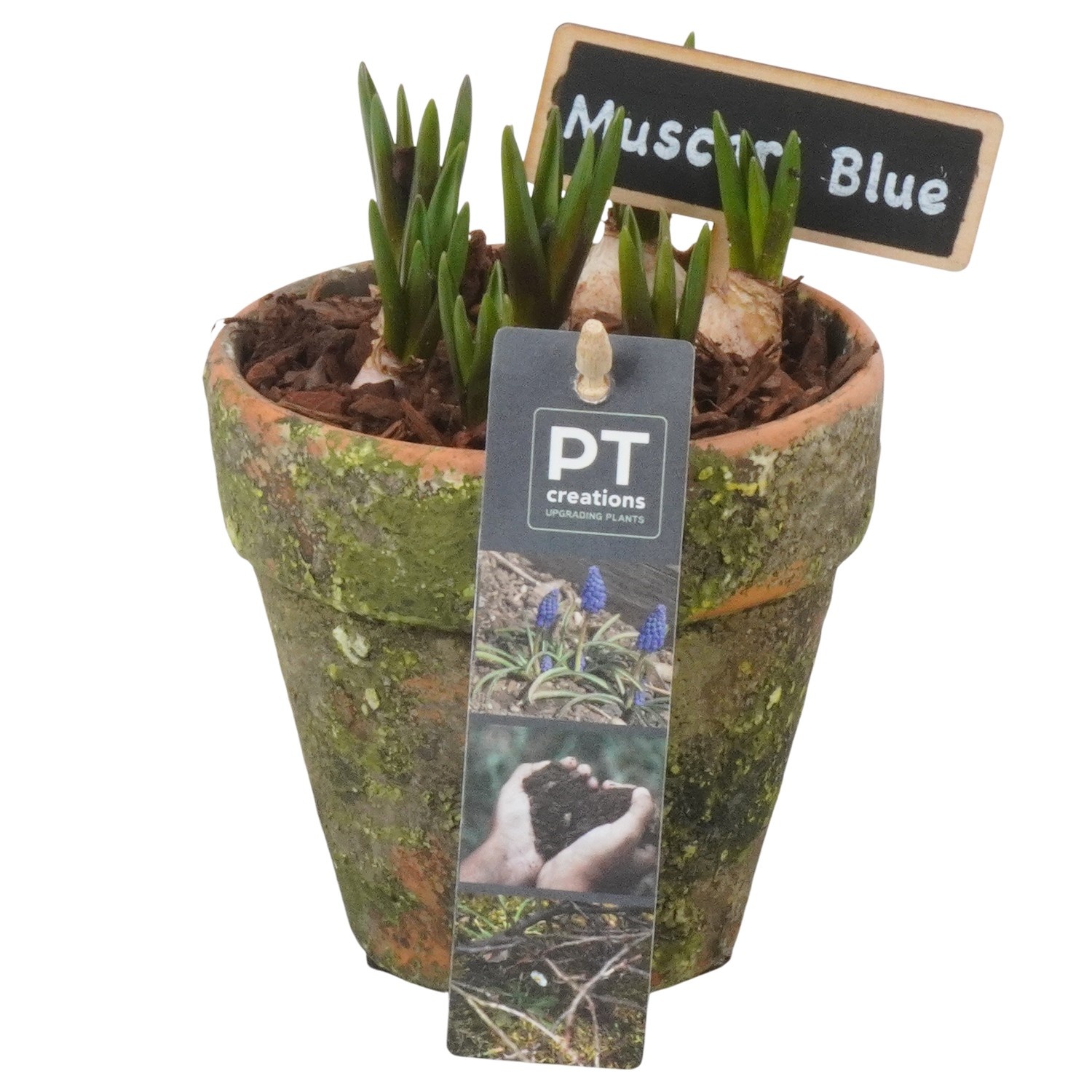 PTMB6253 Arrangement Muscari Blue in terracotta pot, D 10