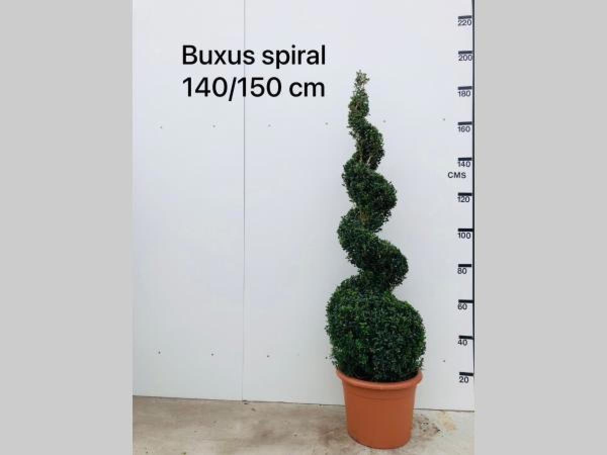 Buxus sempervirens, spiraal, D 50