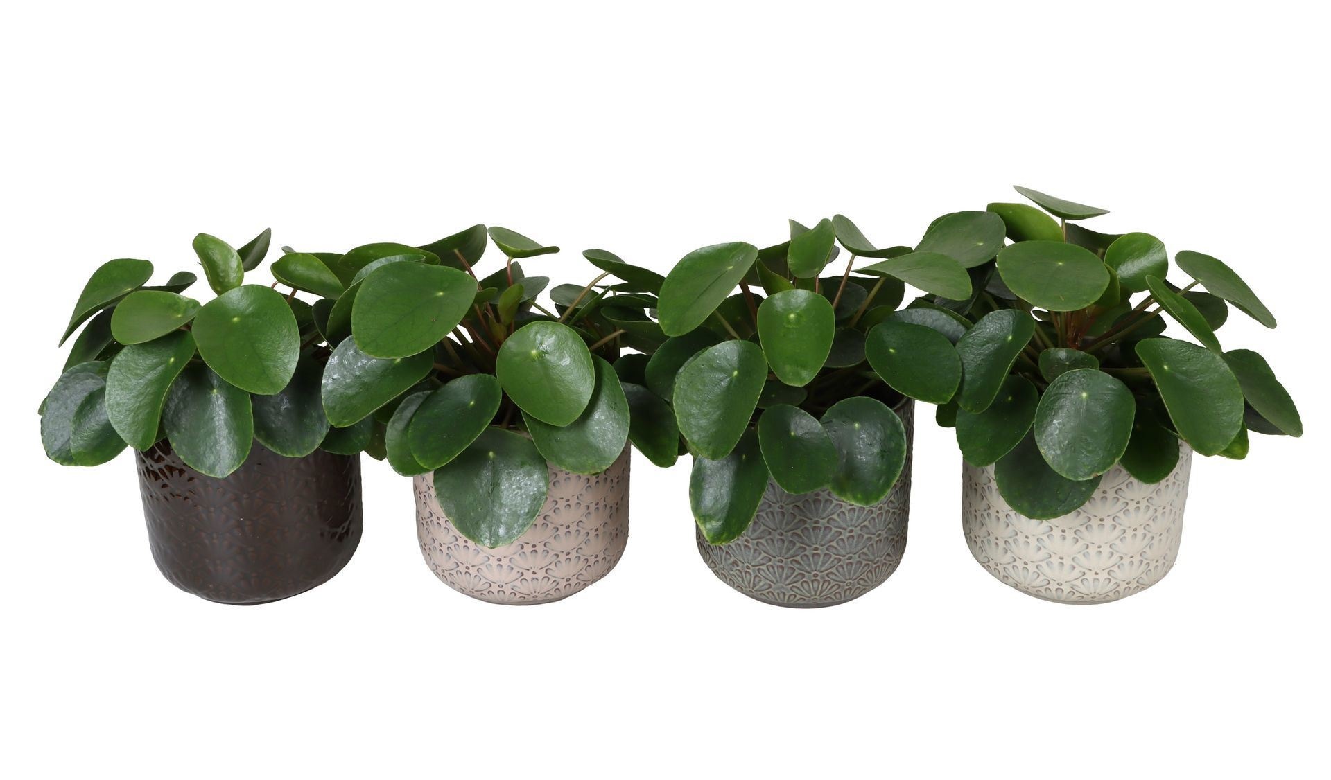 L 67331 With Pilea Peperomioides Mix 12 cm, D 12