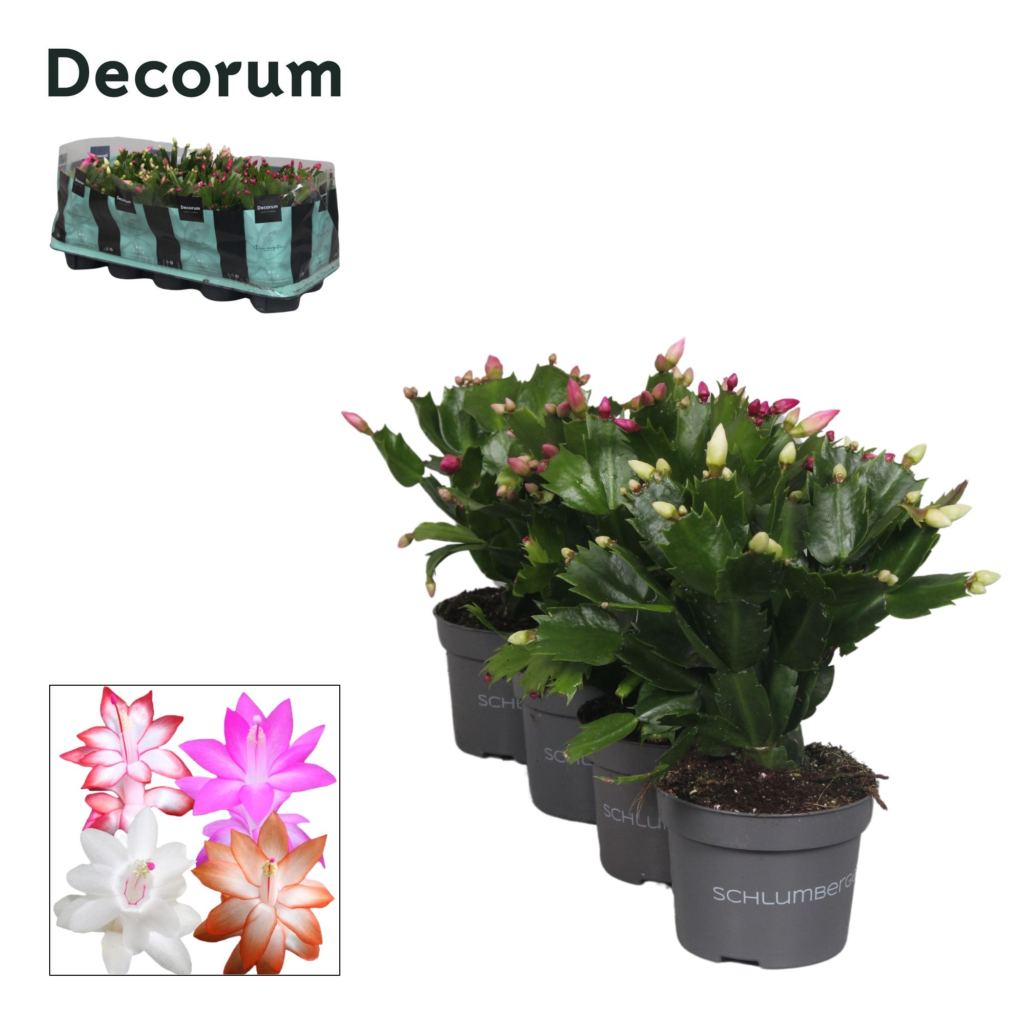 Schlumbergera - 10,5 cm - Mix - Decorum, D 10,5