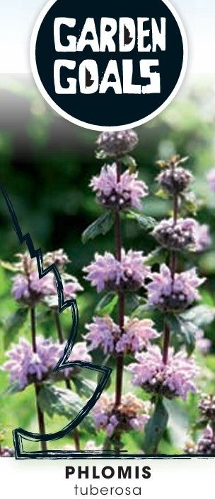 Phlomis tuberosa, D 14