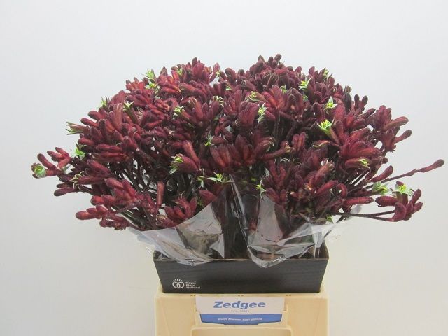 Анигозантус Эрли Спринг 50 (красн.), шт.