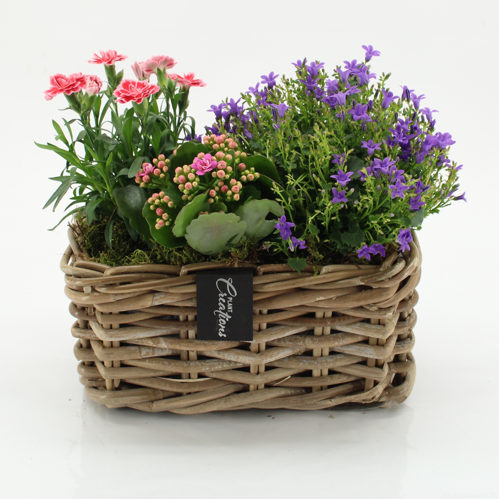 CACR-2609 Campanula creations, D 27