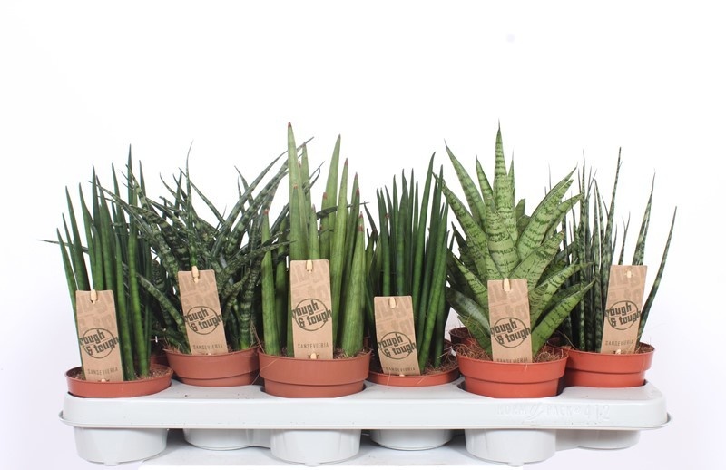 Sansevieria Luxe mix, D 10,5