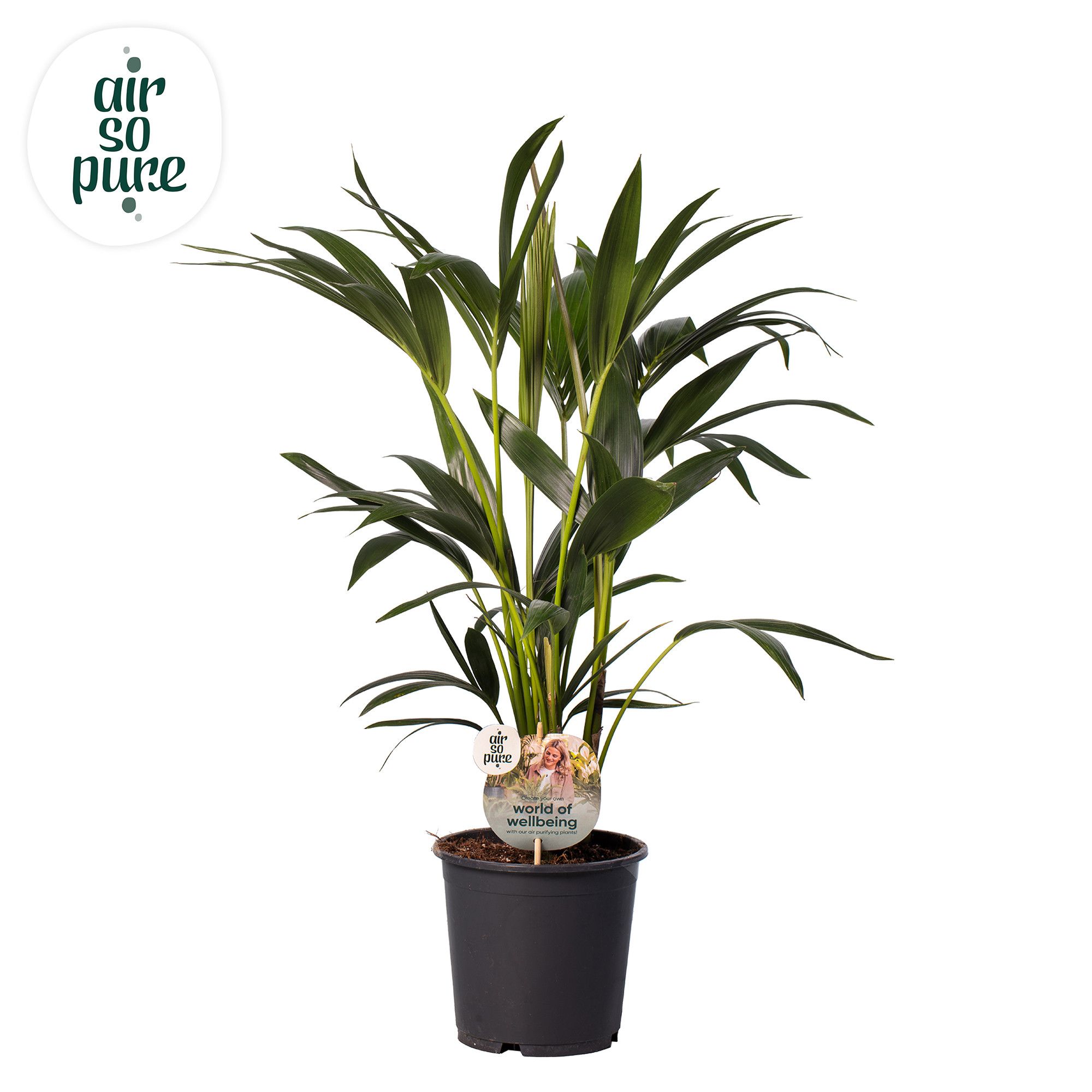 KENTIA - P19 H80 - 6PP - Air So Pure (Howea forsteriana), D 19