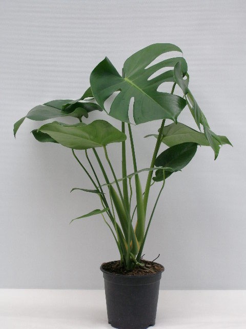 MONSTERA DELICIOSA, D 15