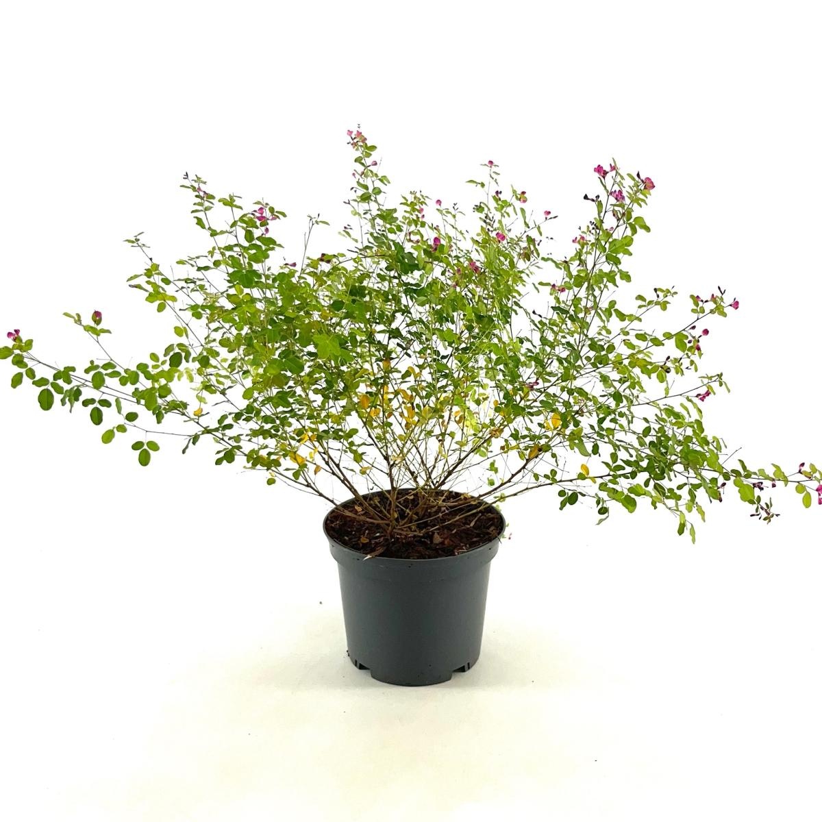 Lespedeza bicolor 'Yakushima', D 19