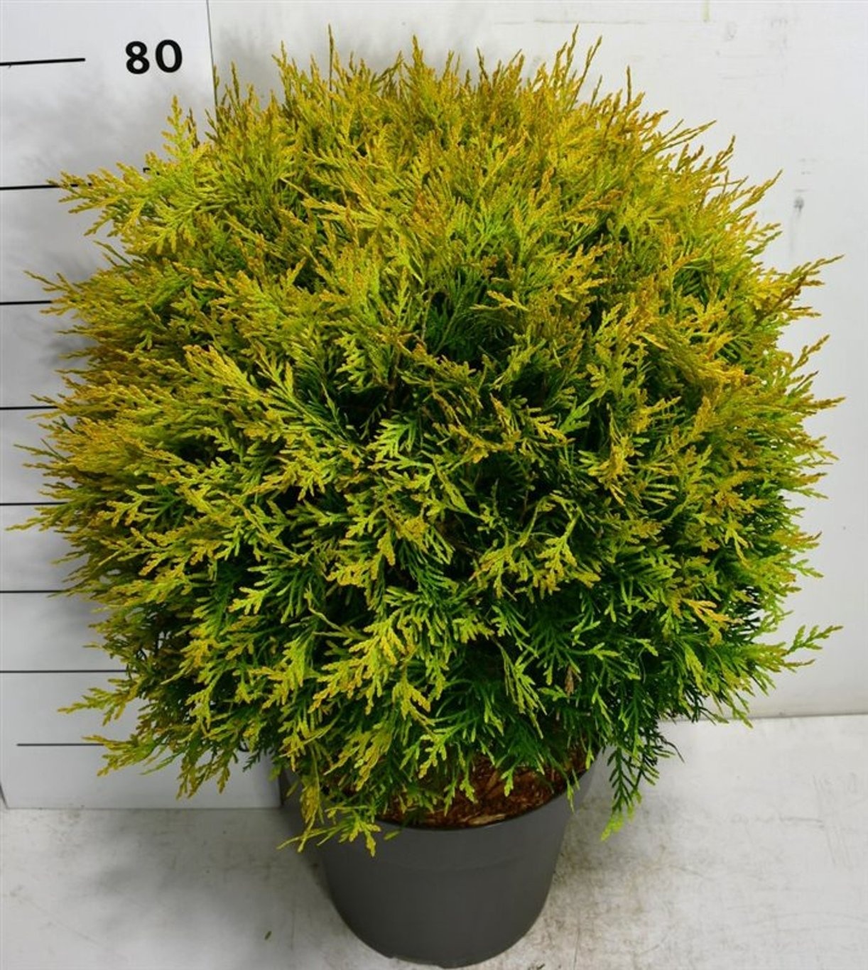 Thuja occ. 'Golden Globe', D 32