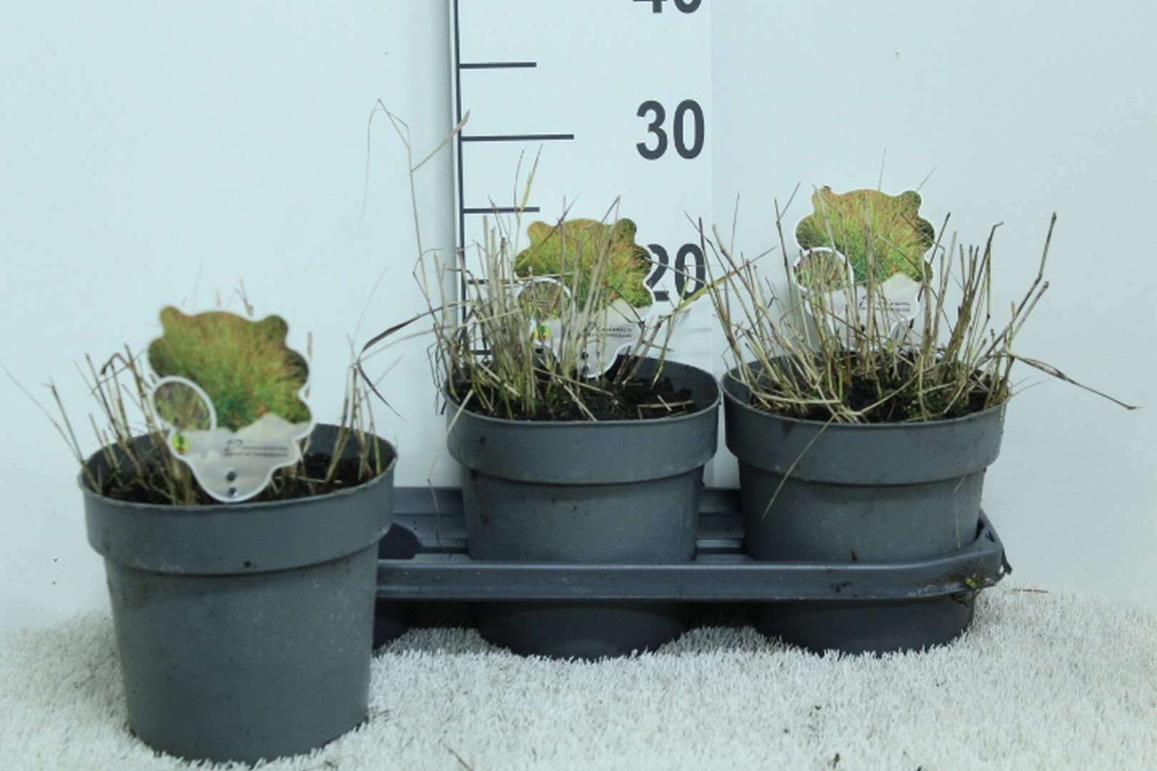 Panicum virg. 'Shenandoah' P19, D 19