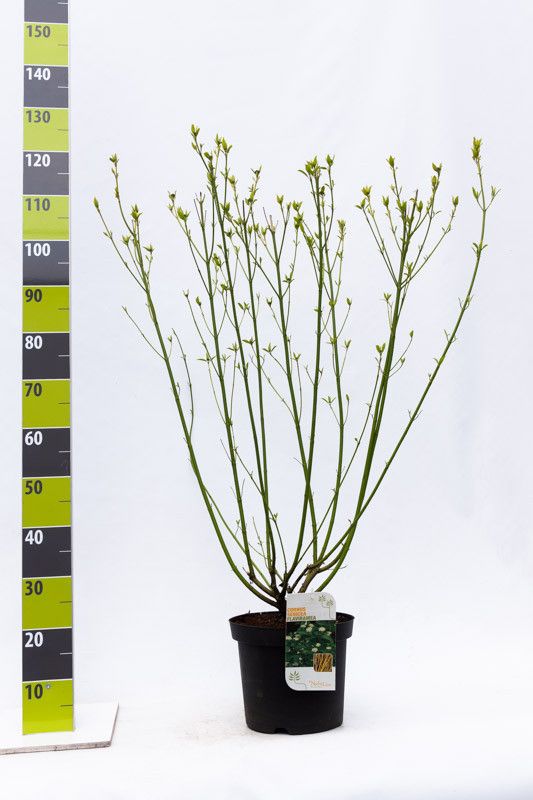 Cornus sericea 'Flaviramea' C 7,5, D 27