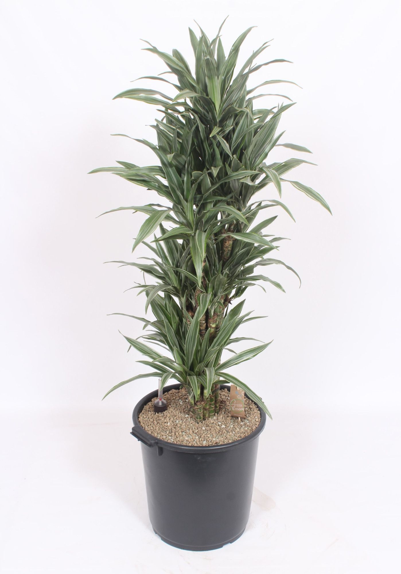 Dracaena Warneckei, D 40