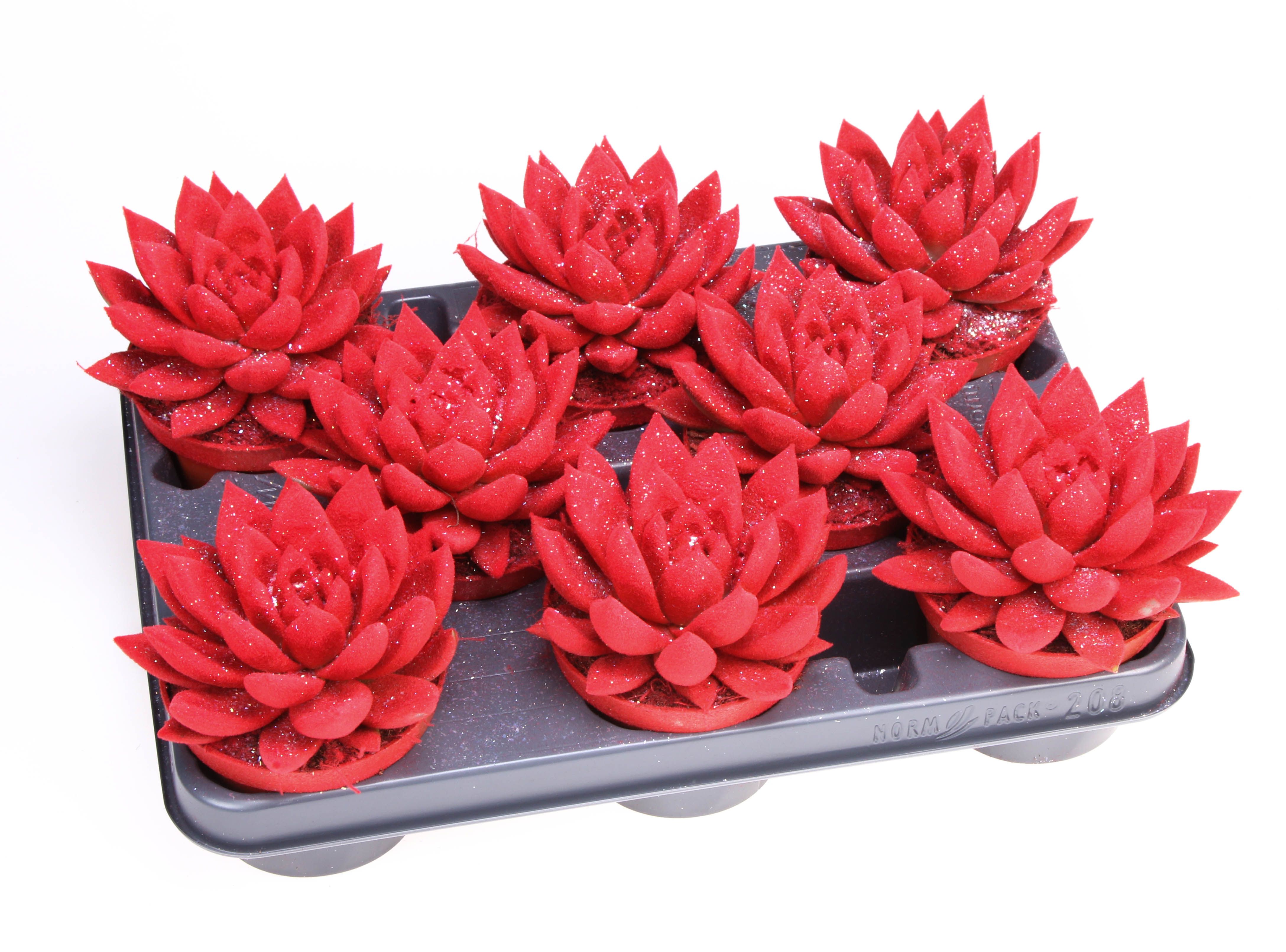 Velvet rood + glitter, D 10,5