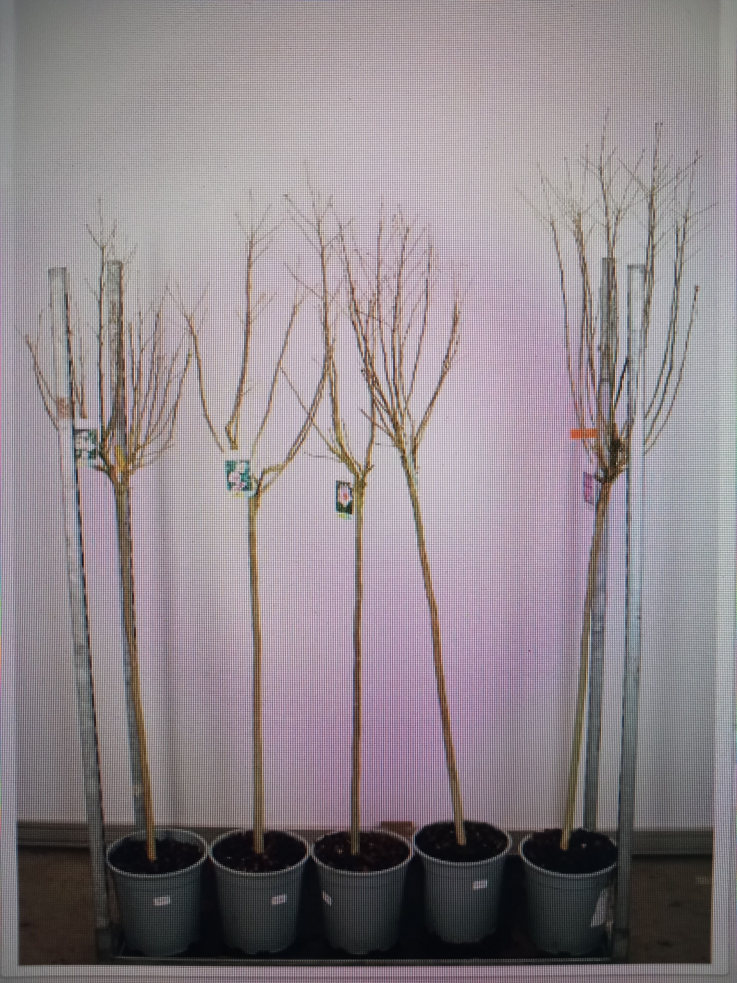 Hibiscus syriacus in cultivars 100 stam 50-60 kroon P28, D 28