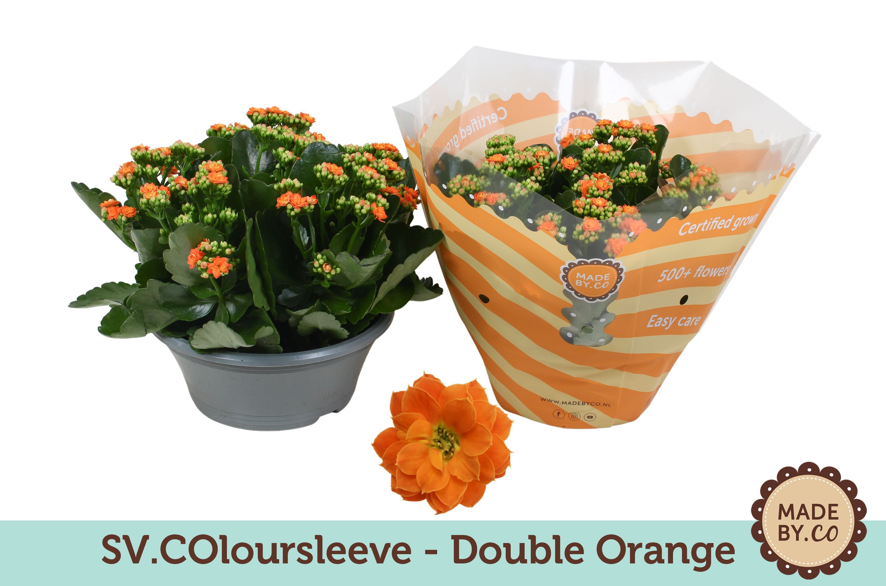 Kalanchoë Double Orange in SV.COloursleeve, D 23